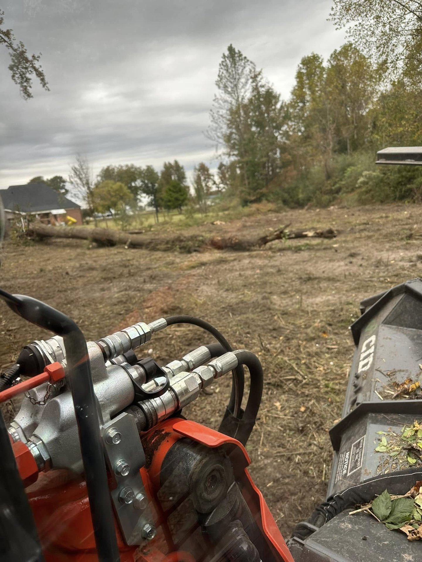Dense overgrown woodlot ready for raw land clearing and forestry mulching